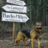 DiD 1/6 E60072 WWII Road Signs Accessory Kit